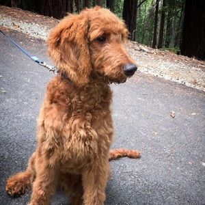 Meet your Posher, Jules